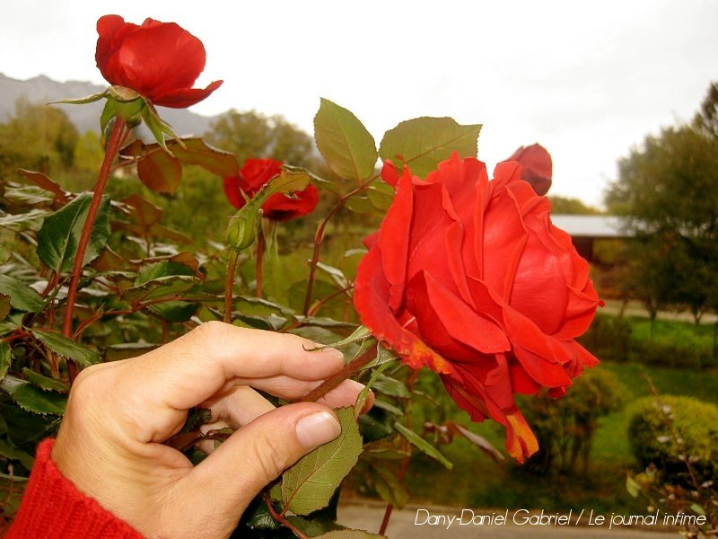tant quil y aura des roses il y auras de lamour