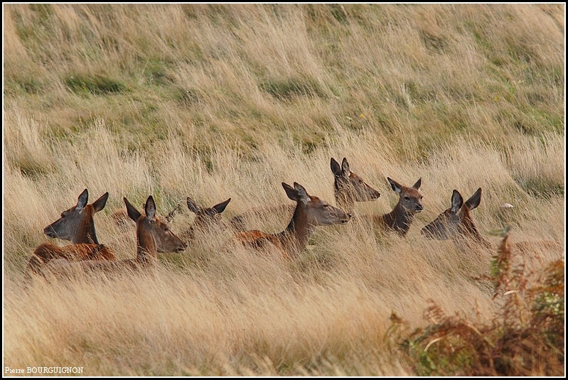 Biches laphes  Richmond Park, par Pierre BOURGUIGNON, photographe animalier, Belgique