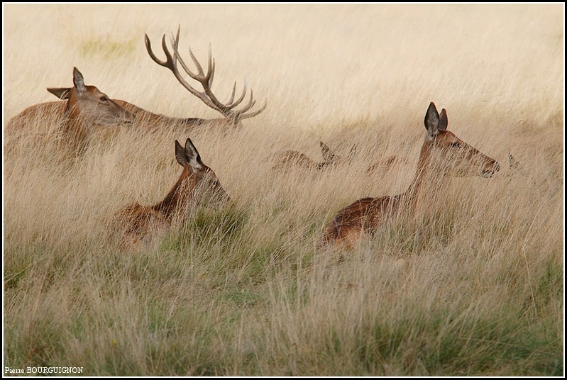 Cerf et biches laphes  Richmond Park, par Pierre BOURGUIGNON, photographe animalier, Belgique