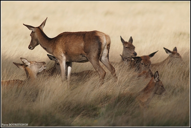 Cerf laphe (cervus elaphus) par Pierre BOURGUIGNON, photographe animalier, Belgique