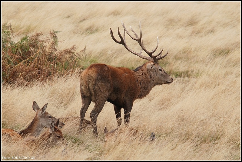 Cerf laphe (cervus elaphus) par Pierre BOURGUIGNON, photographe animalier, Belgique