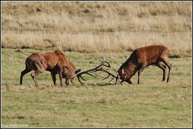 Cerf laphe (cervus elaphus) par Pierre BOURGUIGNON, photographe animalier, Belgique