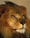 Petit lion