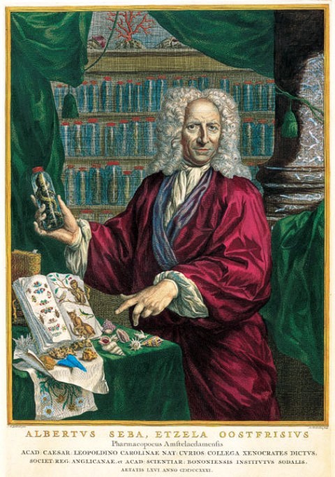 Albertus_Seba_Portrait_farbig