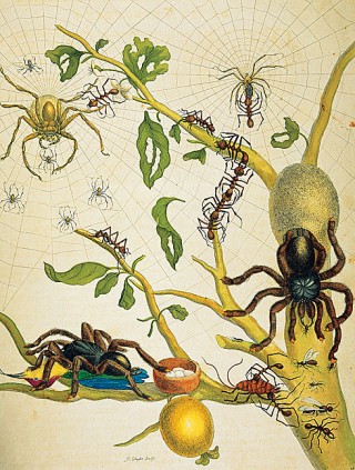 araign&Atilde;&copy;e