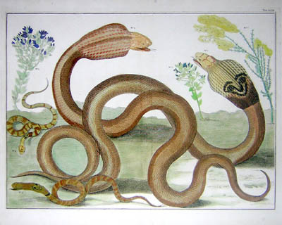 sebacobras1
