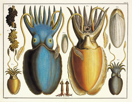 s&Atilde;&uml;ches
