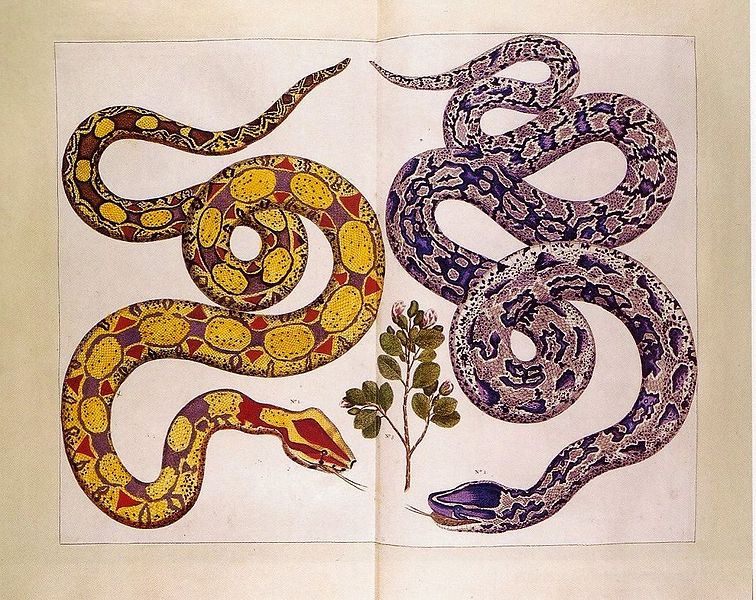 serpents