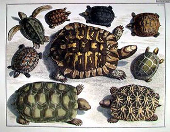 tortues