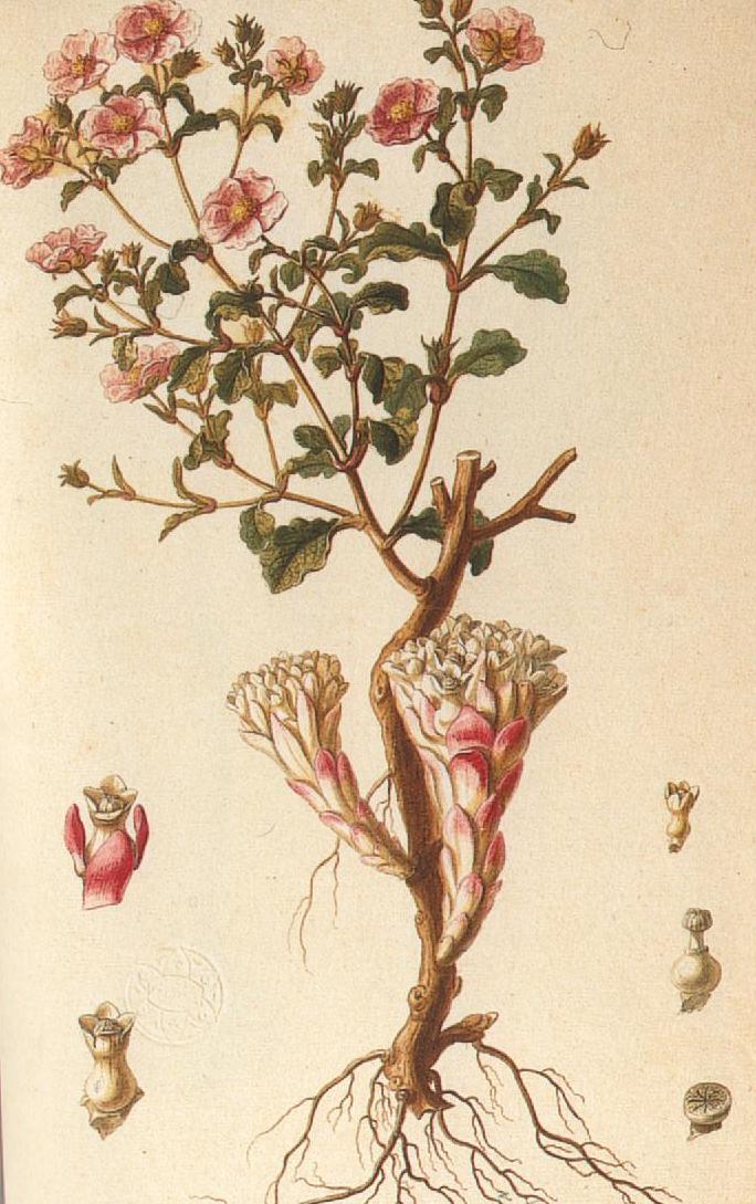 aubriet2