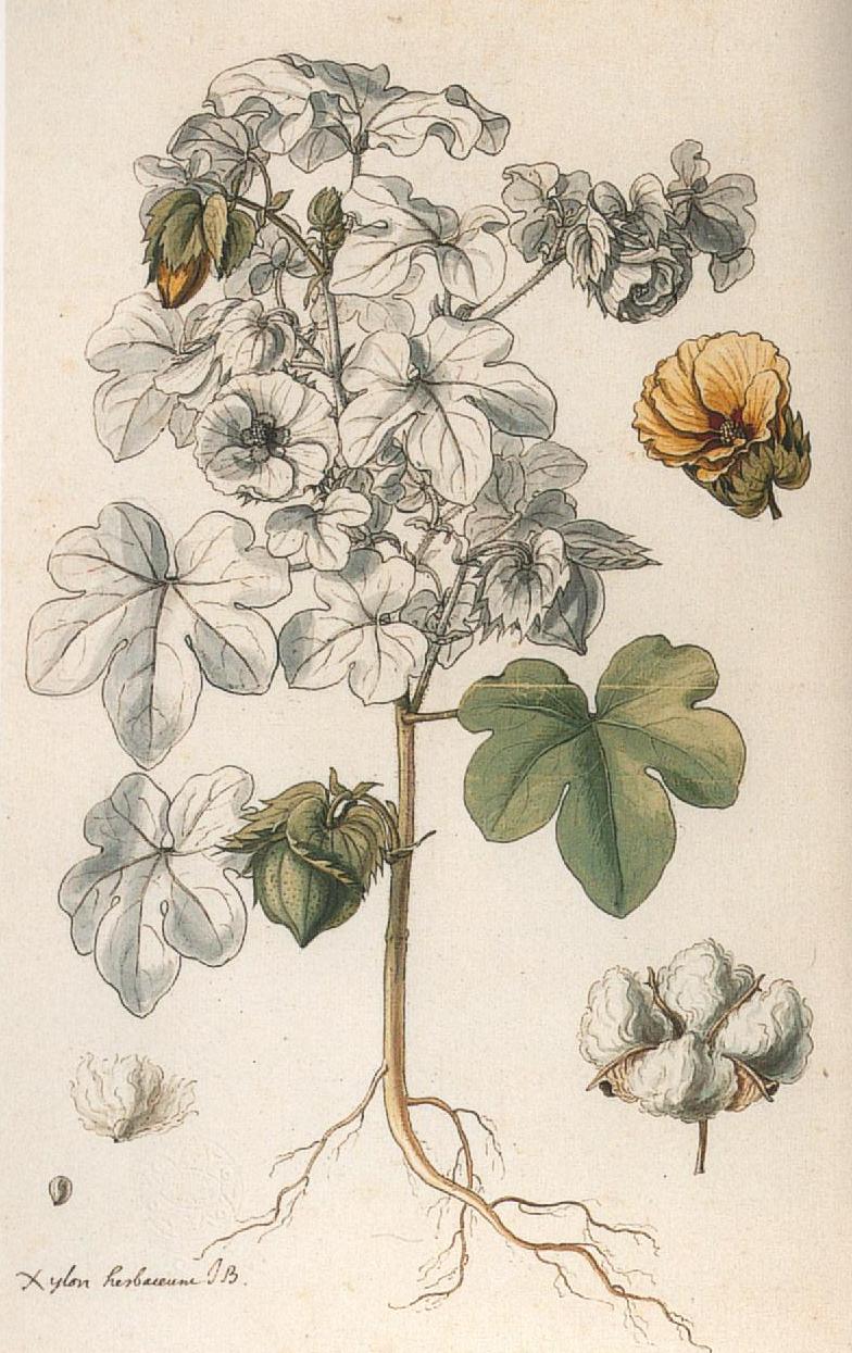 aubriet4
