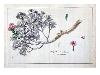 aubriet5