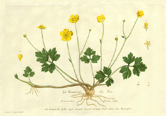 herb1