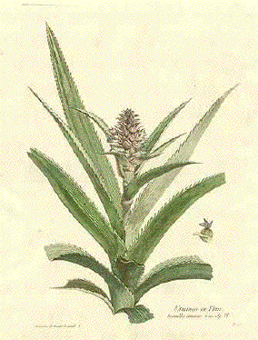 herbregnault