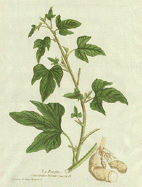 herbregnault4