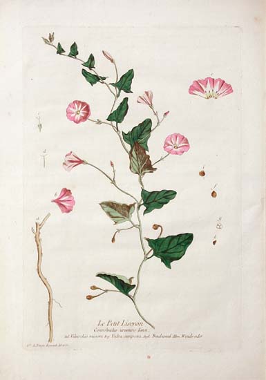 herbregnault4