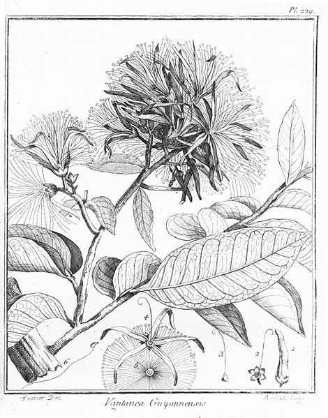 470px-Vantanea_guianensis