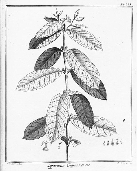 479px-Siparuna_guianensis