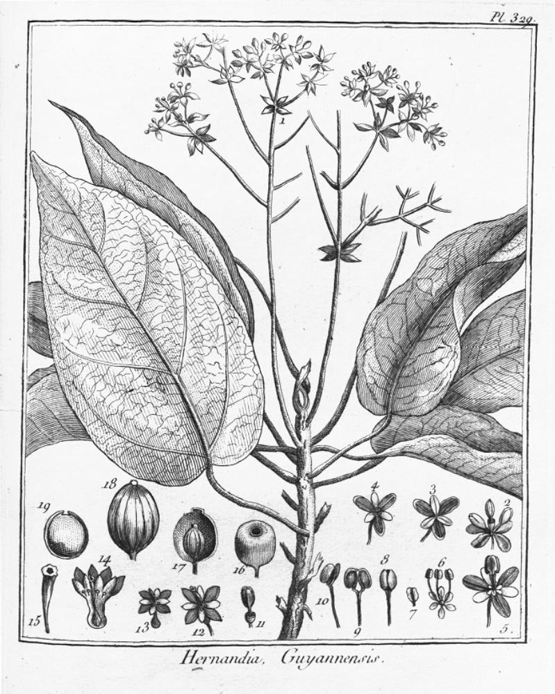 Hernandia_guianensis