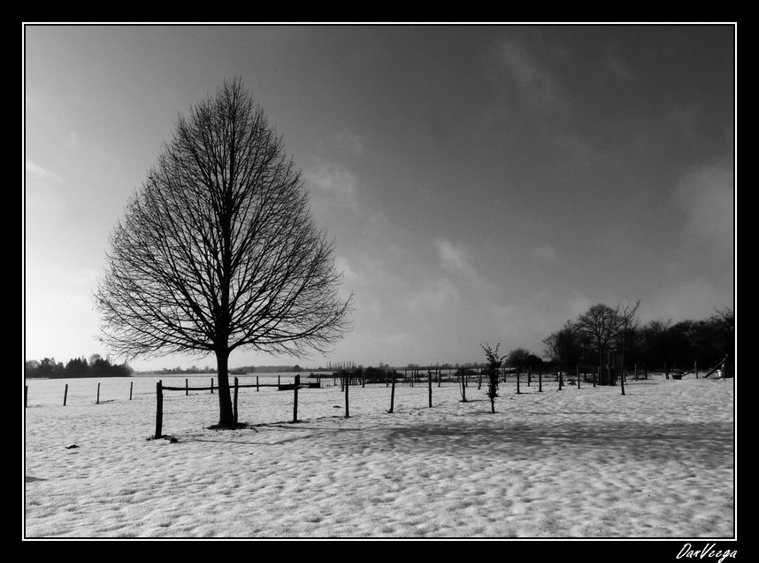 Dimanche 5 Décembre - Noir et Blanc 101205091207440187252698