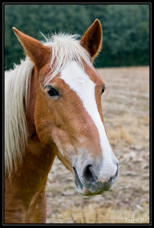 Animaux de la ferme / Chevaux - Page 2 101211055158780407290832