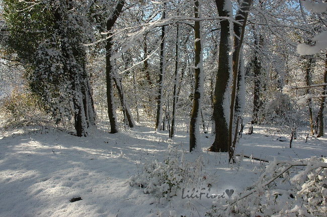 hebergeur image