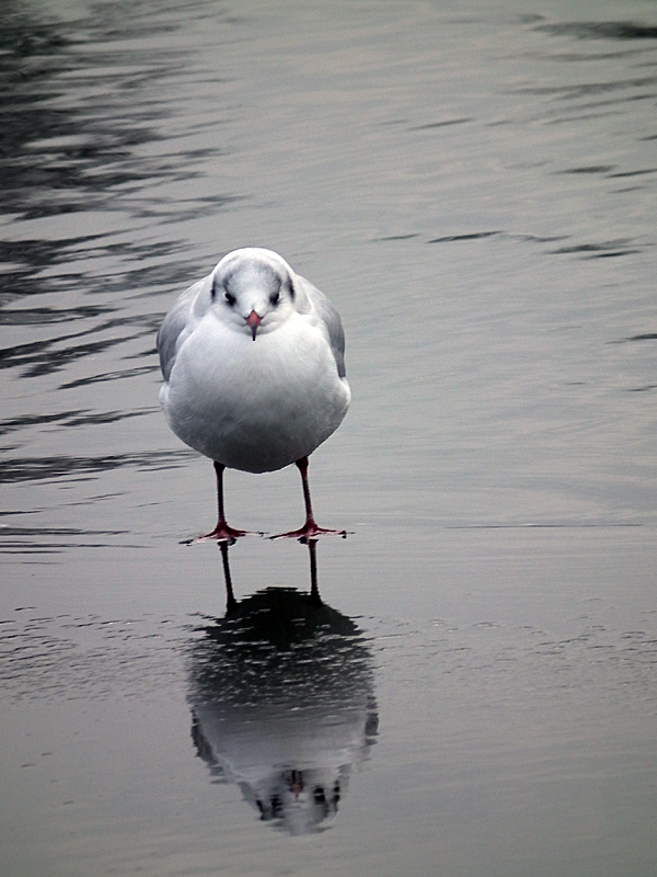 Mouette on ice ! [+ ajout] 101215055420814597315149