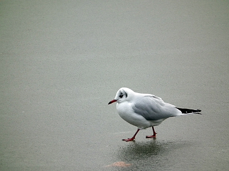 Mouette on ice ! [+ ajout] 101215105754814597316872