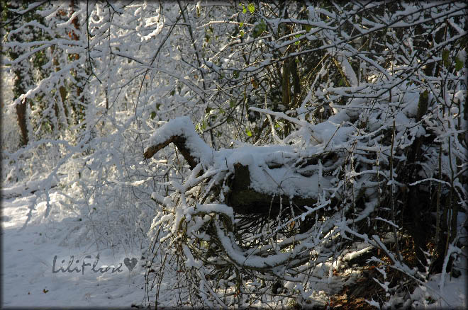 hebergeur image