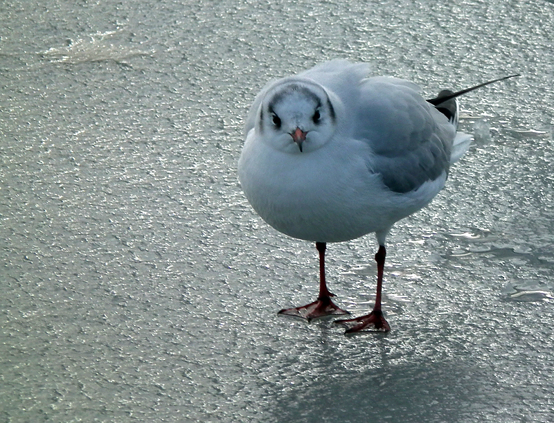 Diminuer le bleu sur la photo ! 101220093618814597344623