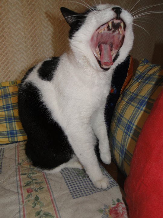 36811_131061100270599_100001001285908_150677_8129823_n