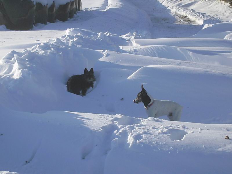 Ballade dans la neige 101225081444715347365162