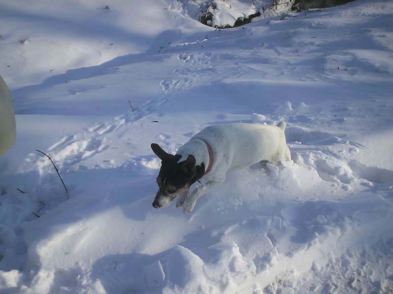 Ballade dans la neige 101225081445715347365163