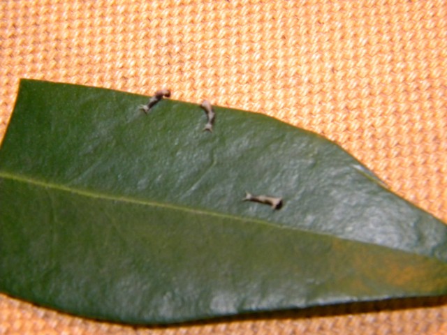 Papilio memnon x lowi sur Skimmia japonica 1012270158161141847371970