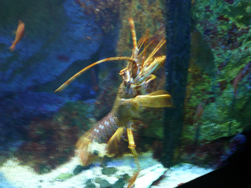 l'Aquarium de  St - Malo . - Page 2 101230081825457337391354