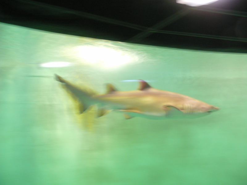 l'Aquarium de  St - Malo . - Page 2 101230081825457337391355