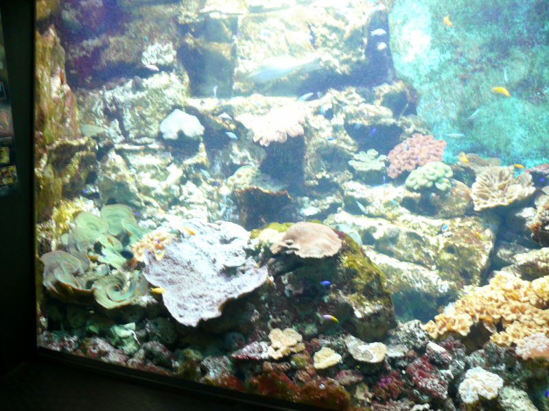 l'Aquarium de  St - Malo . - Page 2 101230081826457337391356