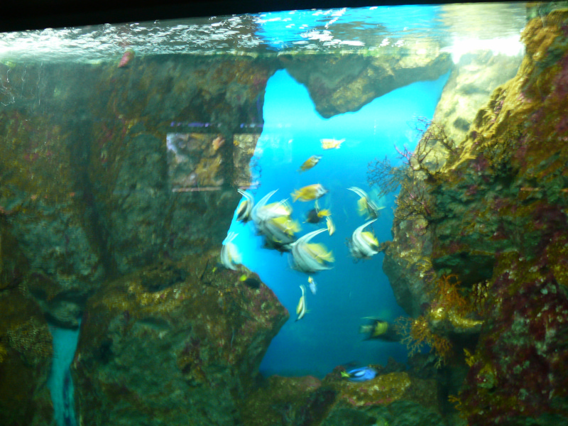 l'Aquarium de  St - Malo . - Page 2 101230081826457337391357