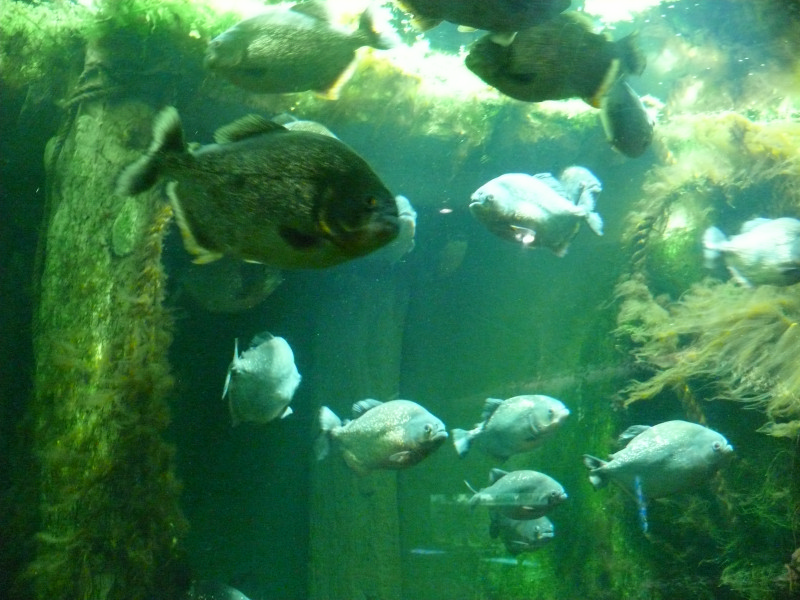 l'Aquarium de  St - Malo . 101230081828457337391364