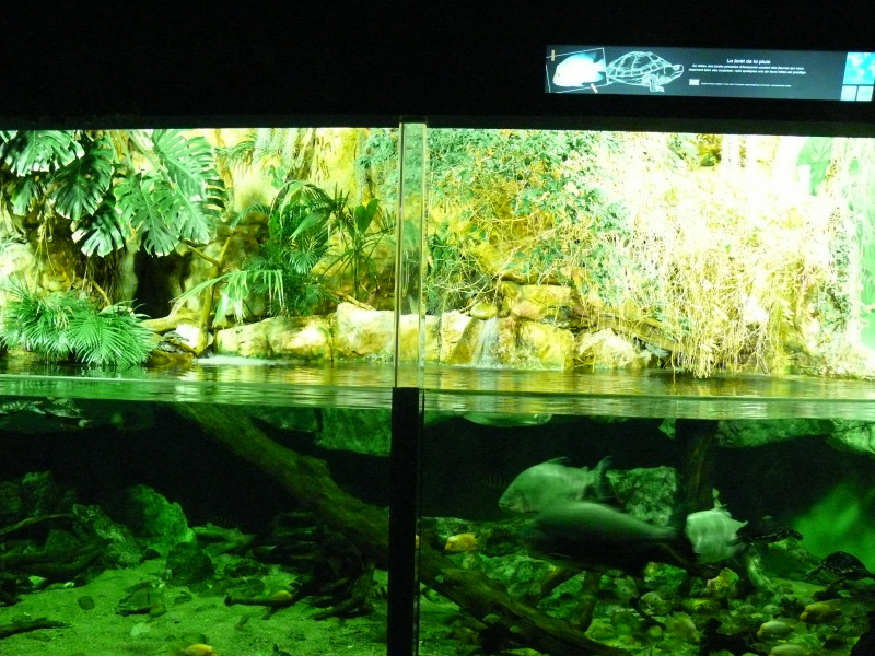 l'Aquarium de  St - Malo . 101230081829457337391365