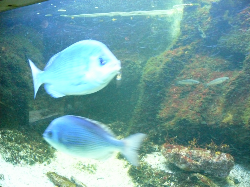 l'Aquarium de  St - Malo . 101230082442457337391422
