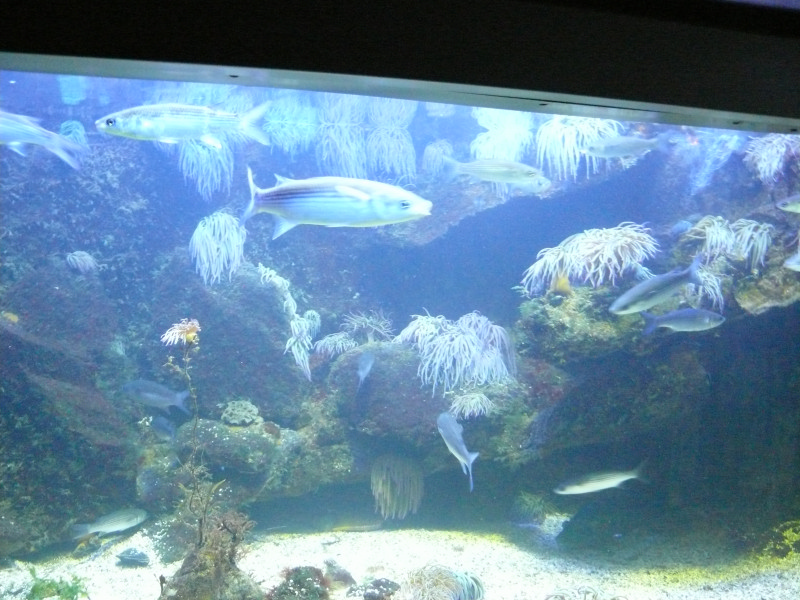 l'Aquarium de  St - Malo . 101230082443457337391423