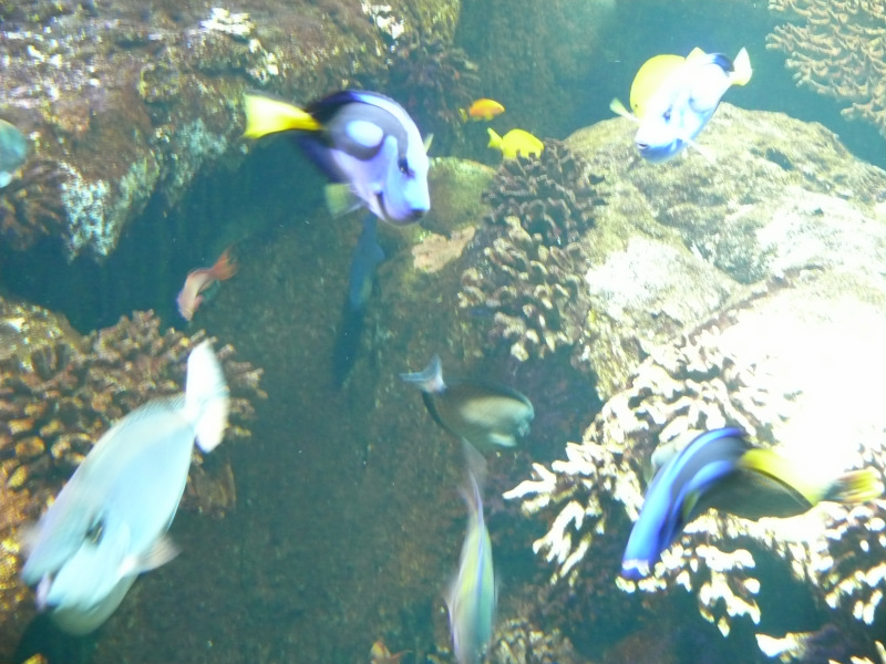 l'Aquarium de  St - Malo . 101230082910457337391451