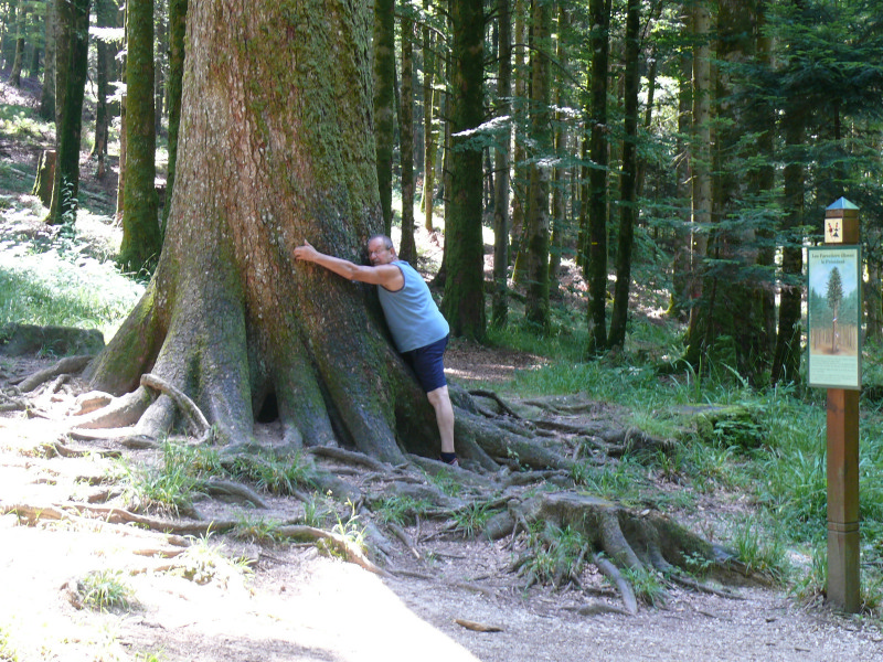 Les arbres en général - Page 2 110102060137457337403231