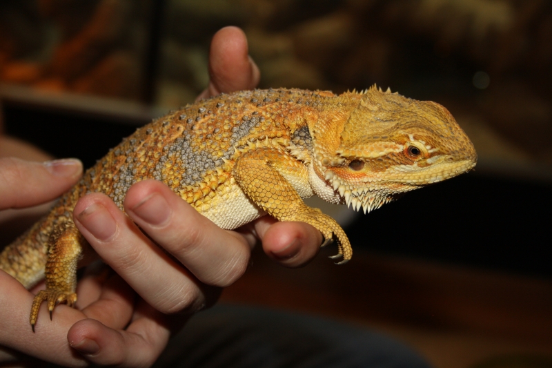Commen reconnaitre quand mon pogona mue...