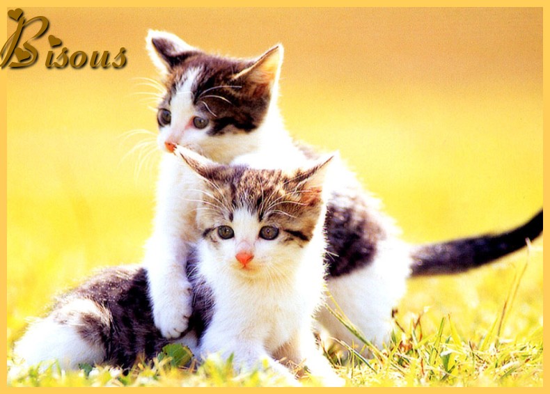 Photo Bisous Chats 1 Border De L Album Gifs Bisous