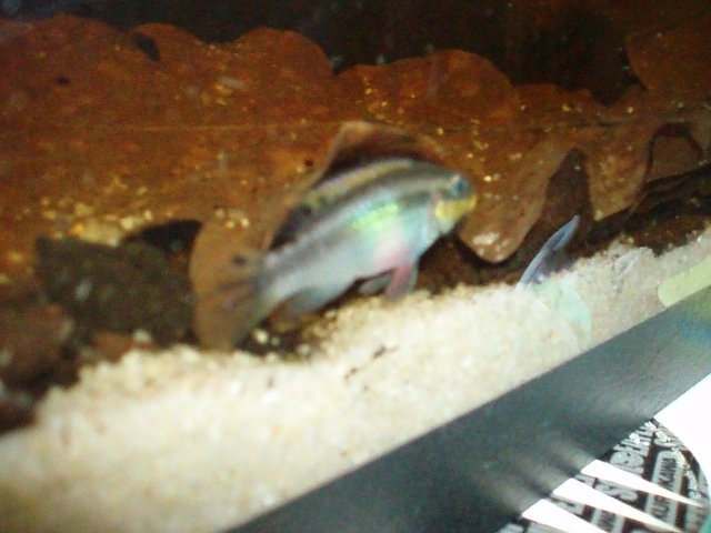 Pelvicachromis Taeniatus "Dehane" F1 1101120139121220497458579