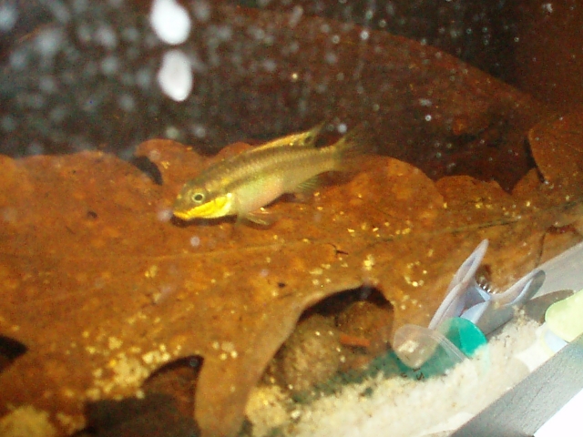 Pelvicachromis Taeniatus "Dehane" F1 1101120139261220497458581