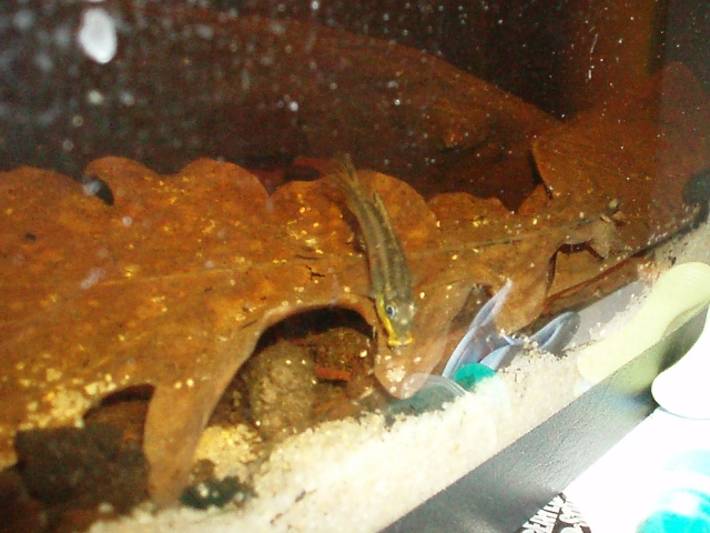 Pelvicachromis Taeniatus "Dehane" F1 1101120139441220497458583