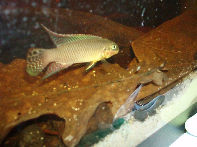 Pelvicachromis Taeniatus "Dehane" F1 1101120140431220497458584